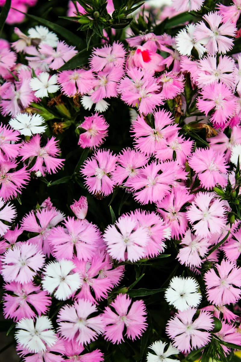 Œillet ‘Rockin Pink Magic’ (Dianthus Rockin™ Pink Magic)