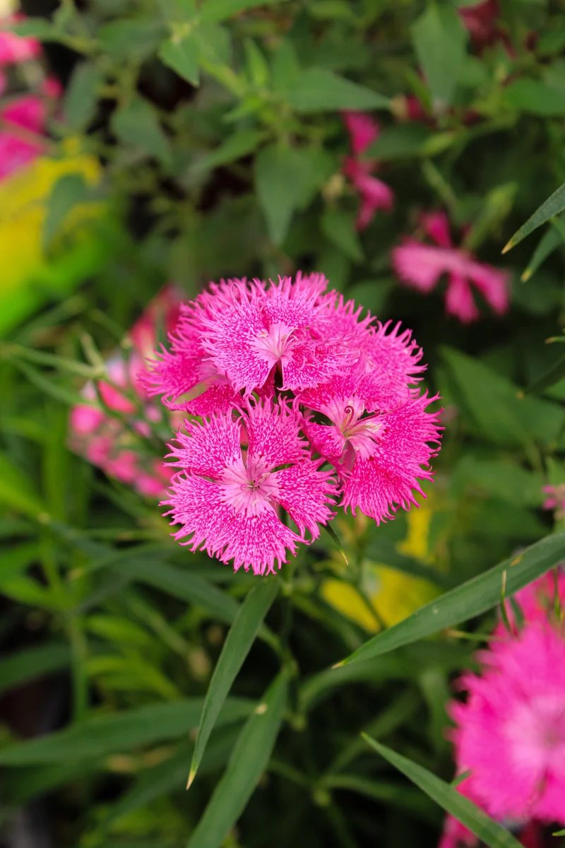 Œillet ‘Rockin Rose’ (Dianthus Rockin™ Rose)