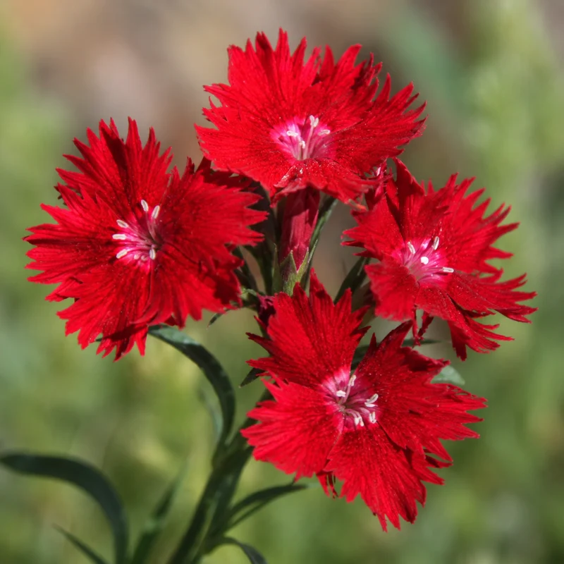 Œillet ‘Rockin Red’ (Dianthus 'Rockin Red')
