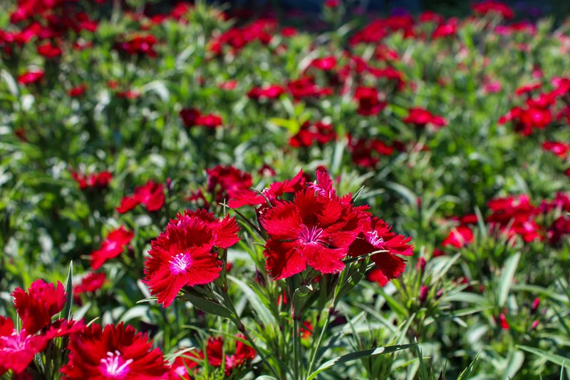Œillet ‘Rockin Red’ (Dianthus 'Rockin Red')
