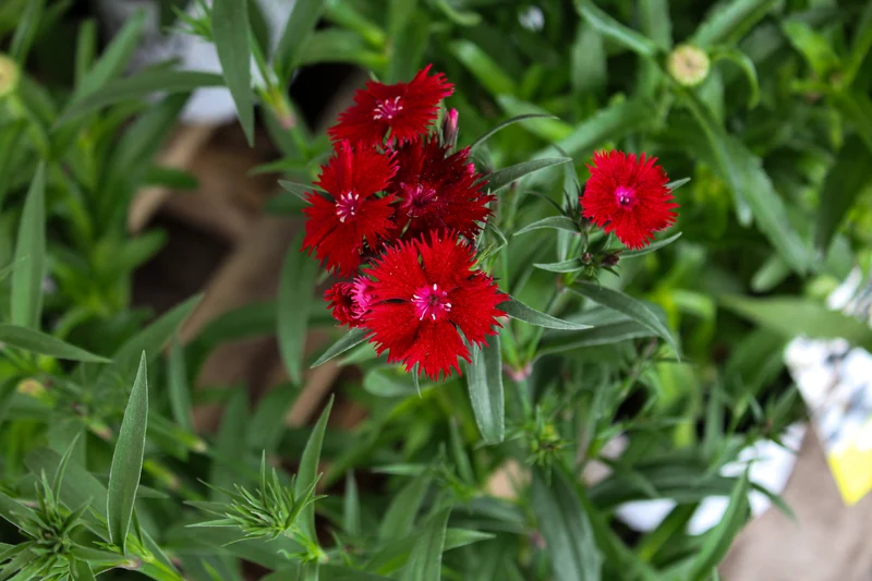 Œillet ‘Rockin Red’ (Dianthus 'Rockin Red')