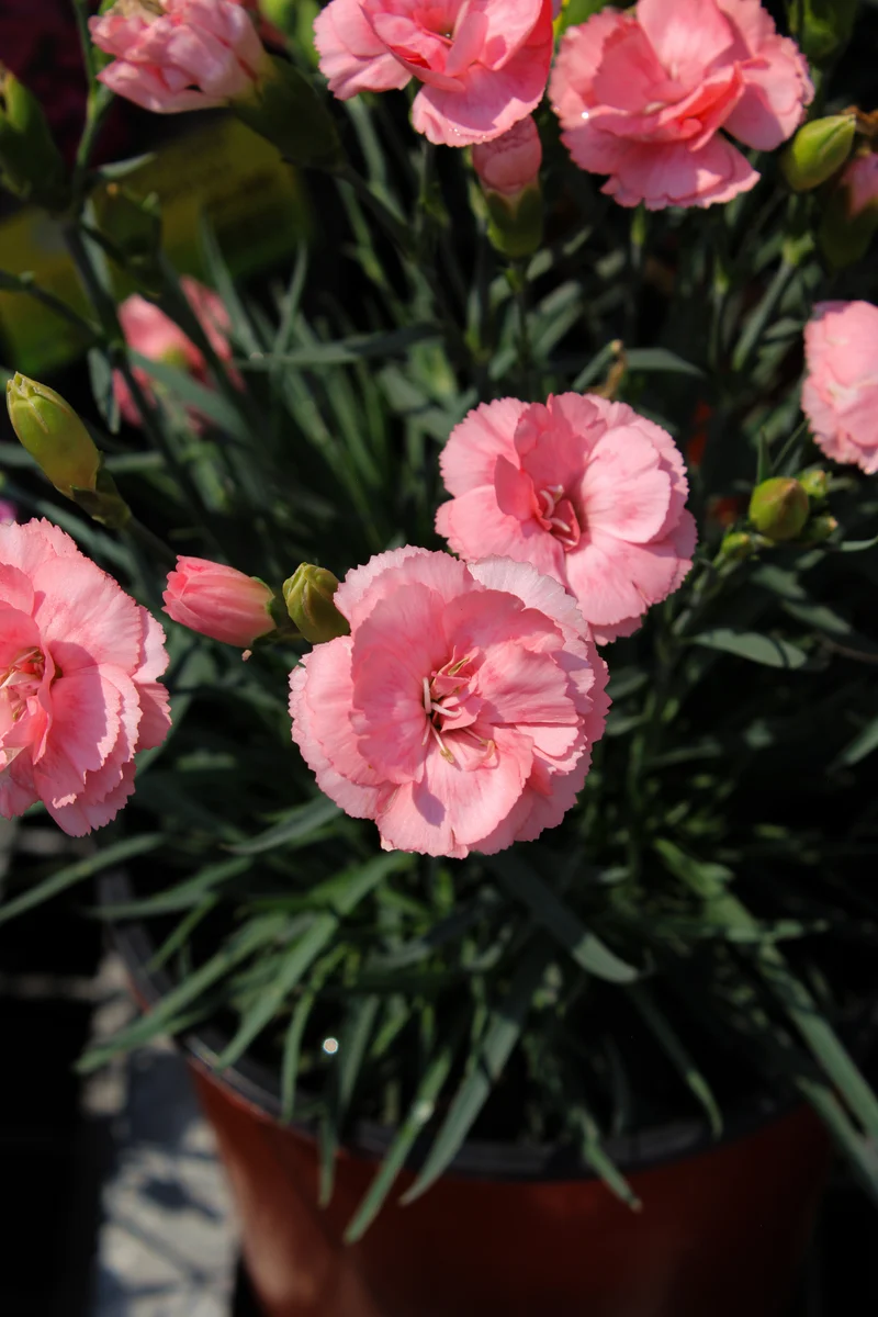 Œillet ‘Scent First Romance’ (Dianthus Scent First® 'Romance')
