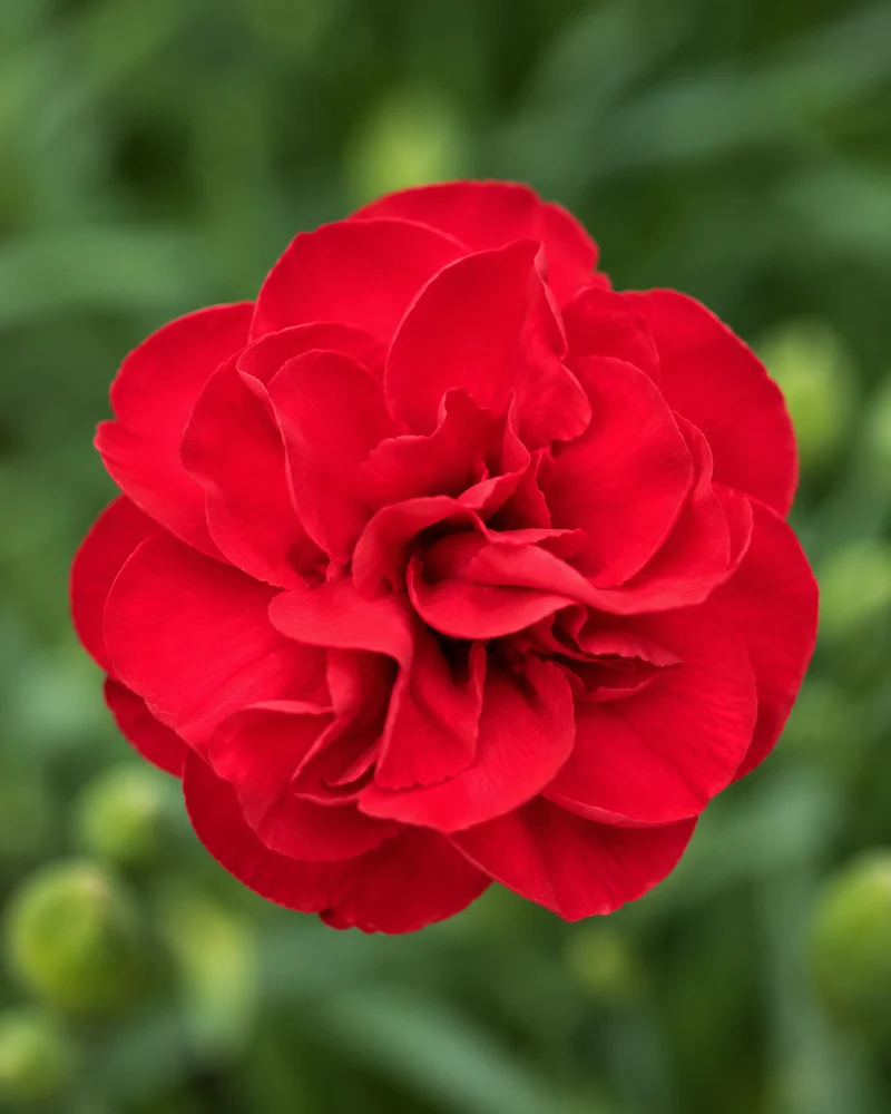 Œillet ‘Scent First Passion’ (Dianthus Scent First® 'Passion')