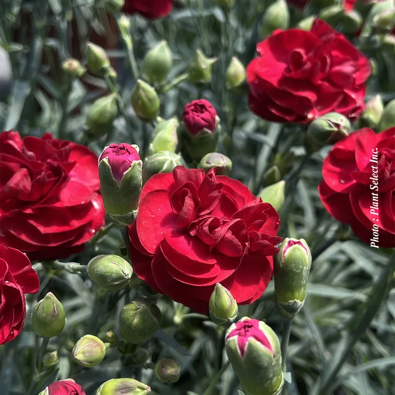 Œillet ‘Scent First Passion’ (Dianthus Scent First® 'Passion')