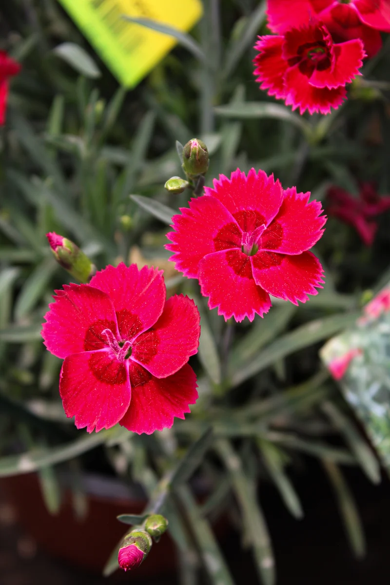 Œillet ‘Star Single Fire Star’ (Dianthus Star Single™ 'Fire Star')
