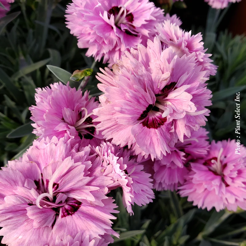 Œillet ‘Star Double Pop Star’ (Dianthus Star Double™ 'Pop Star')