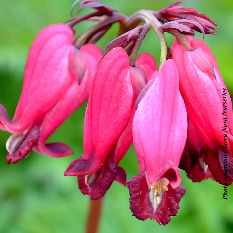 Cœur saignant ‘Amore Rose’ (Dicentra 'Amore Rose')