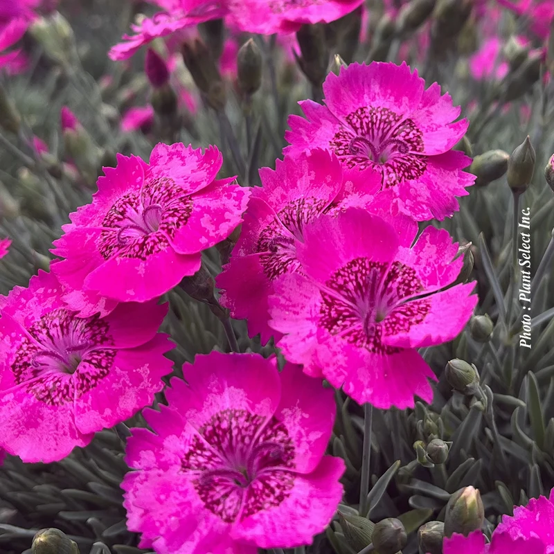 Œillet ‘Star Single Neon Star’ (Dianthus Star Single™ 'Neon Star' (Improved))