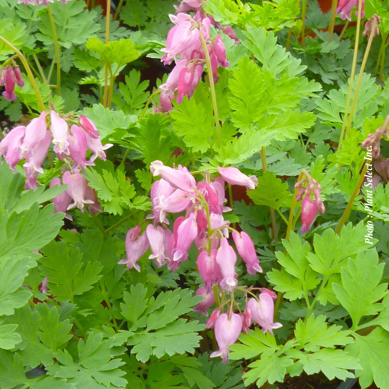 Cœur saignant ‘Luxuriant’ (Dicentra 'Luxuriant')