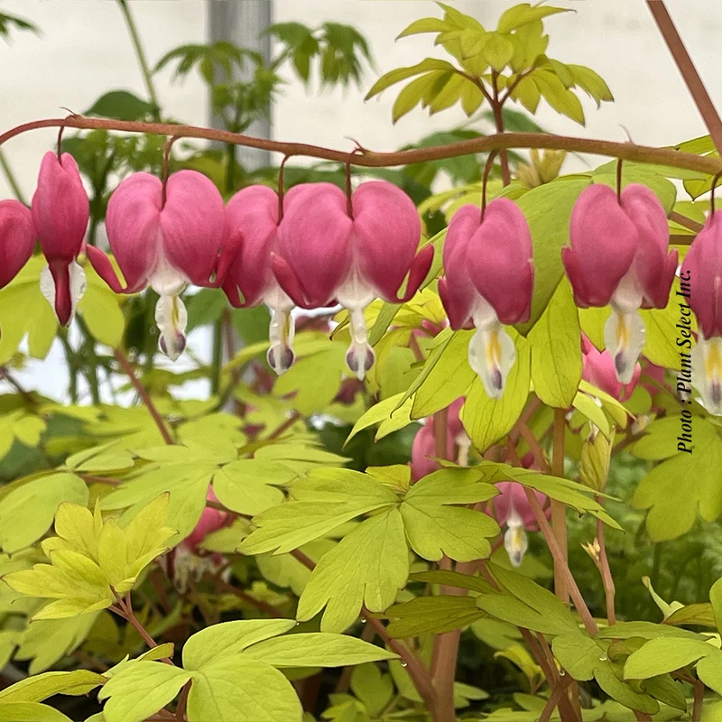 Cœur saignant ‘Gold Heart’ (Dicentra 'Gold Heart')