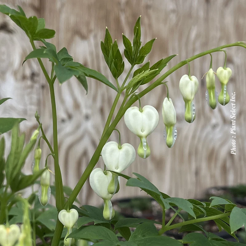 Cœur saignant ‘Alba’ (Dicentra spectabilis 'Alba')