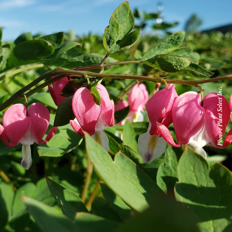 Cœur saignant spectabilis (Dicentra spectabilis)