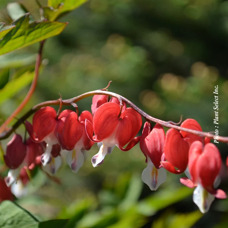 Cœur saignant ‘Valentine’ (Dicentra spectabilis 'Valentine')