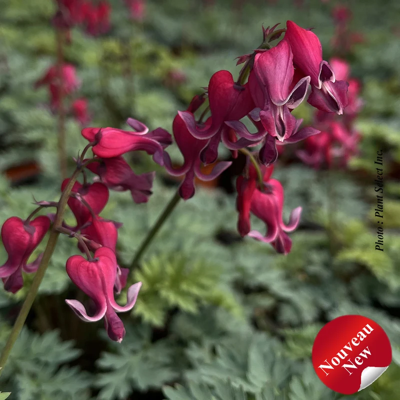 Cœur saignant ‘Red Fountain’ (Dicentra spectabilis 'Red Fountain')