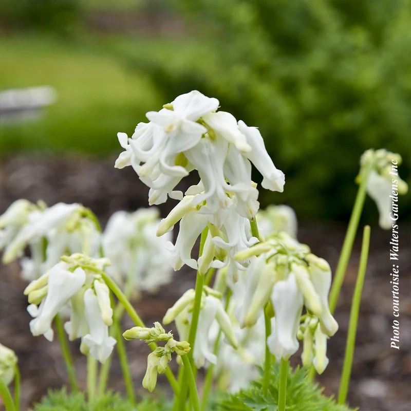 Cœur saignant ‘White Diamonds’ (Dicentra 'White Diamonds')