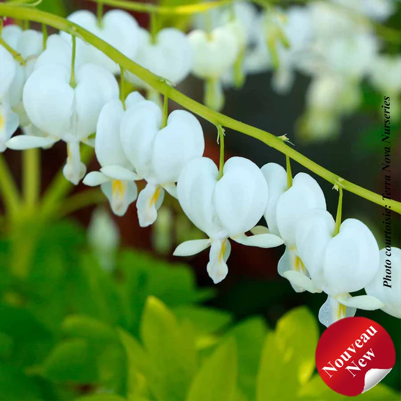 Cœur saignant ‘White Gold’ (Dicentra spectabilis 'White Gold')