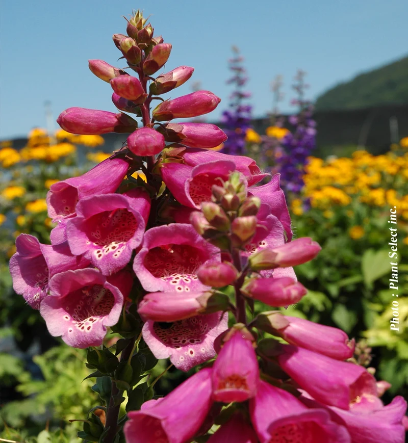 Digitale ‘Camelot Rose’ (Digitalis purpurea 'Camelot Rose')