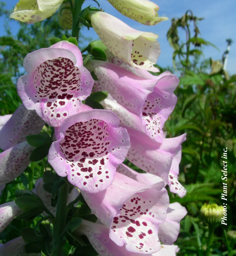 Digitale ‘Camelot Lavender’ (Digitalis purpurea 'Camelot Lavender')