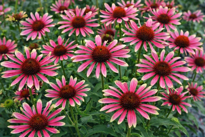 Échinacée ‘Prima Spider’ (Echinacea PRIMA™ 'Spider')