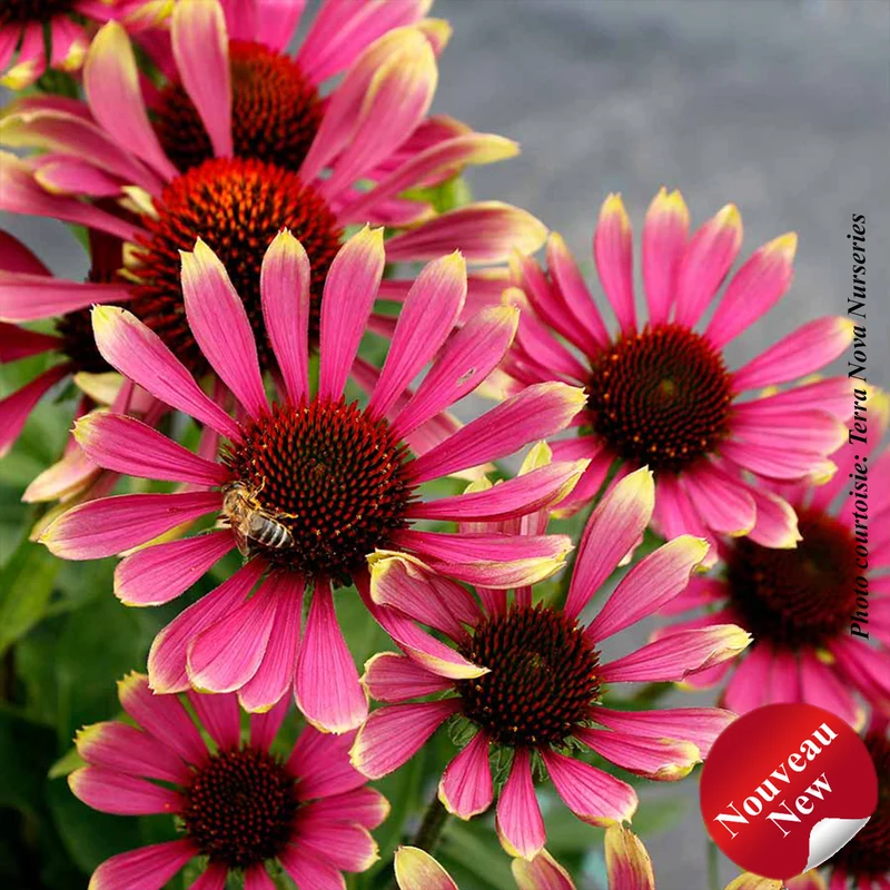 Échinacée ‘Prima Spider’ (Echinacea PRIMA™ 'Spider')