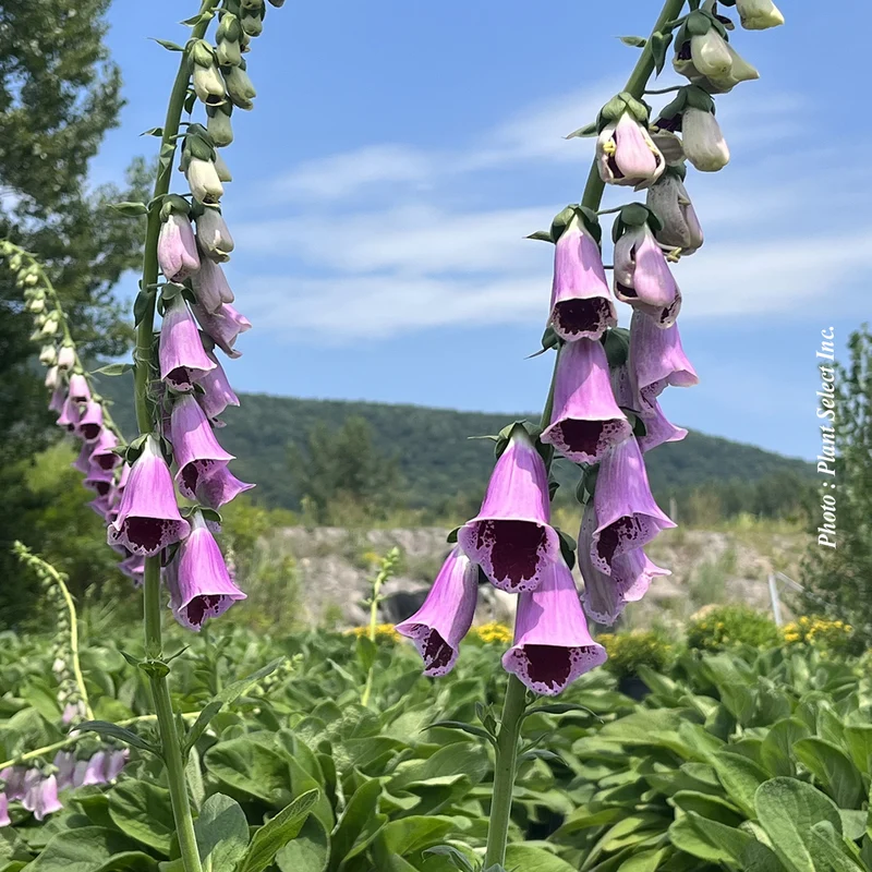 Digitale ‘Sugar Plum’ (Digitalis 'Sugar Plum')