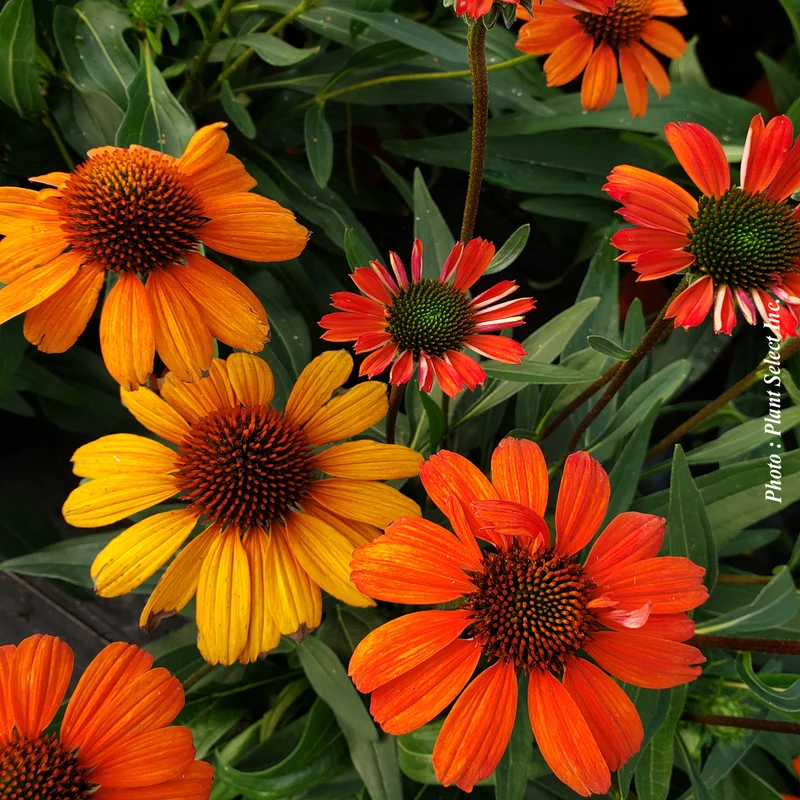 Échinacée ‘Artisan Red Ombre’ (Echinacea Artisan™ 'Red Ombre')