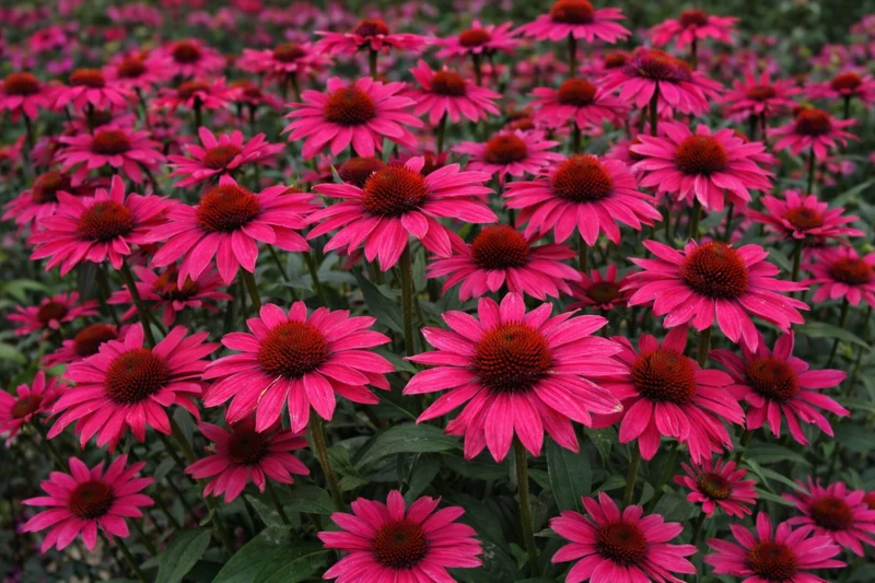 Échinacée ‘Artisan Brilliant Rose’ (Echinacea Artisan™ 'Brilliant Rose')