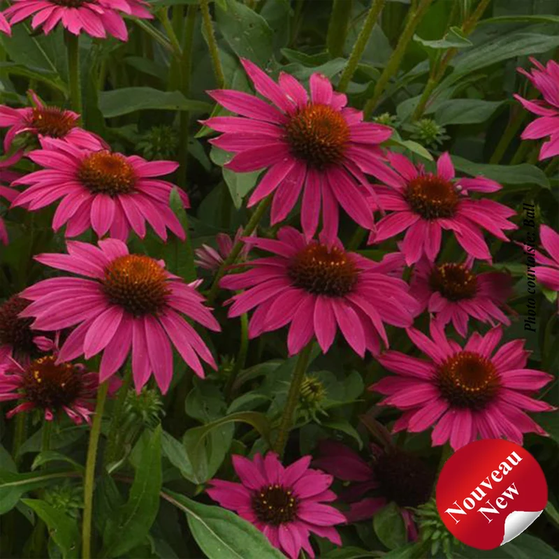 Échinacée ‘Artisan Brilliant Rose’ (Echinacea Artisan™ 'Brilliant Rose')