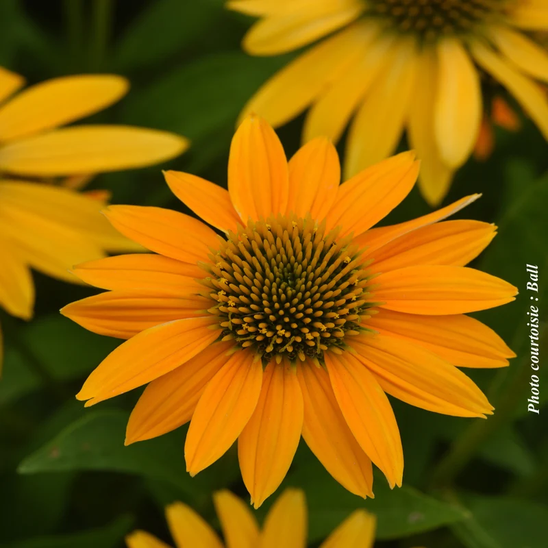 Échinacée ‘Artisan Yellow Ombre’ (Echinacea Artisan™ 'Yellow Ombre')