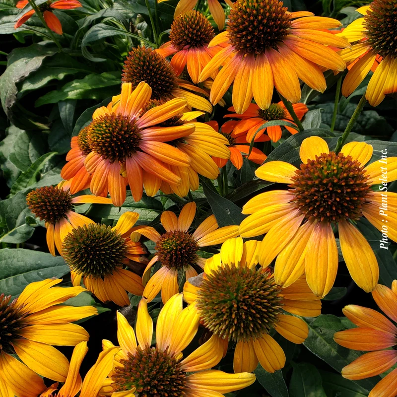 Échinacée ‘Artisan Soft Orange’ (Echinacea Artisan™ 'Soft Orange')