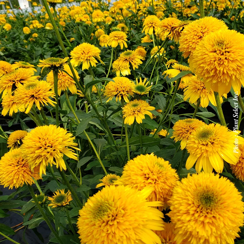 Échinacée ‘Cara Mia Yellow’ (Echinacea Cara Mia™ 'Yellow')