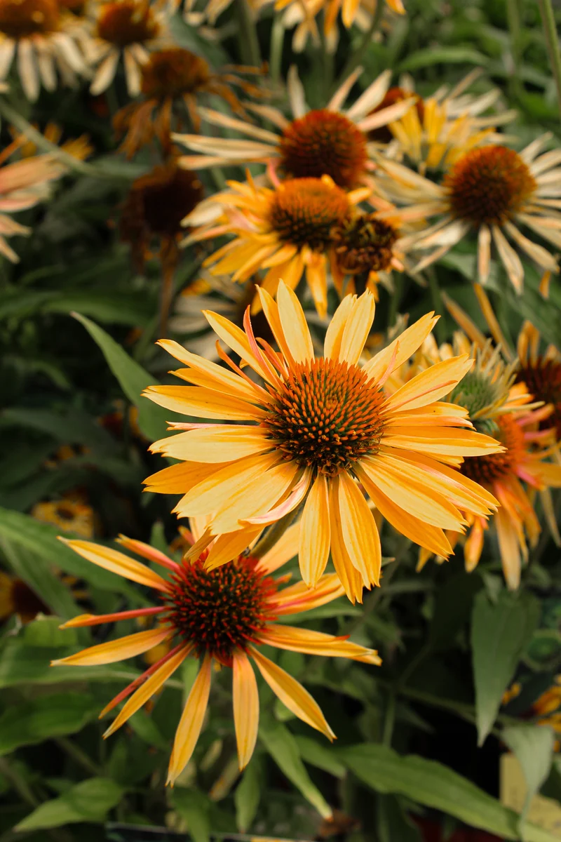 Échinacée ‘Big Kahuna’ (Echinacea 'Big Kahuna')