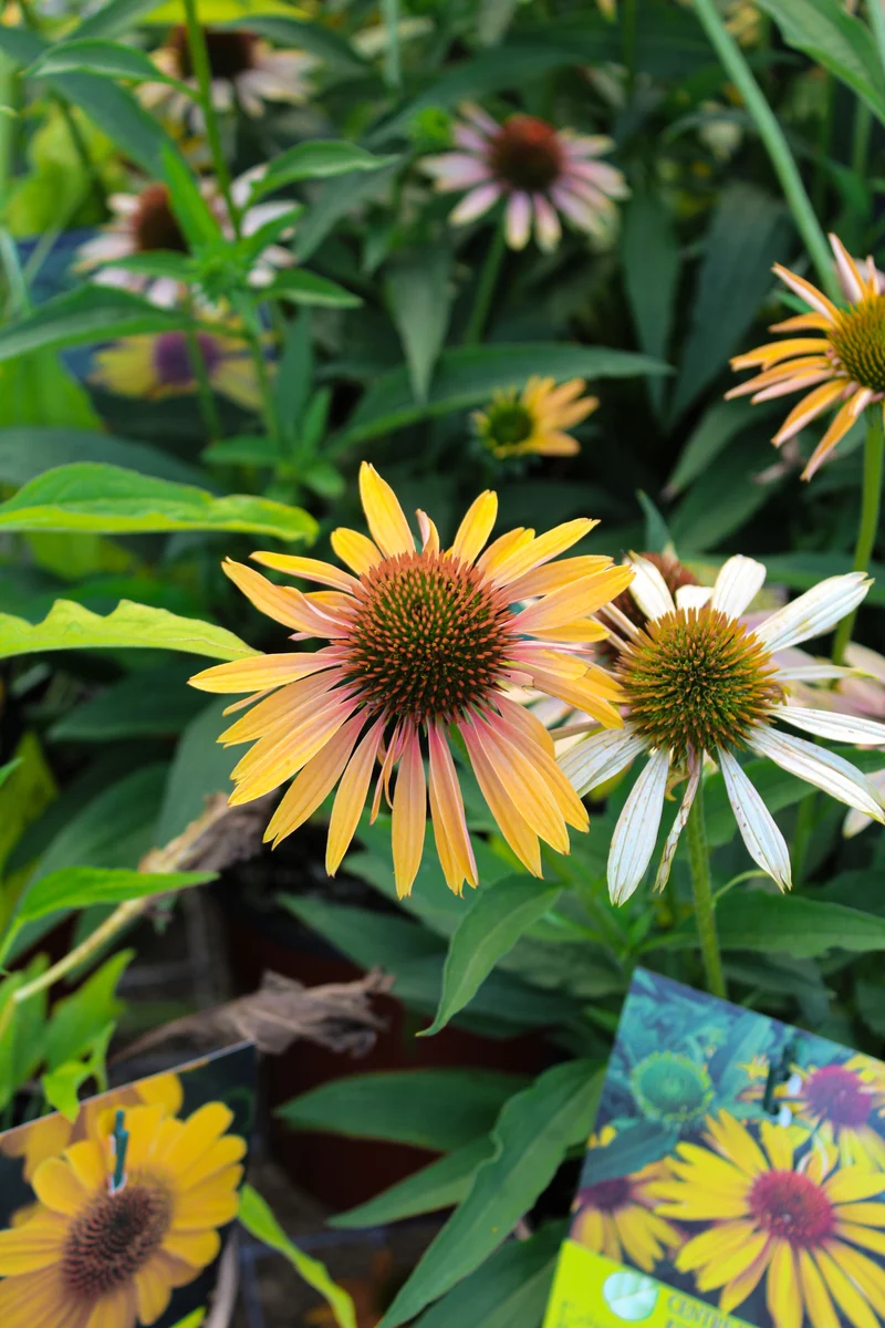 Échinacée ‘Big Kahuna’ (Echinacea 'Big Kahuna')