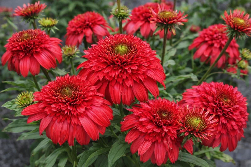 Échinacée ‘Delightful Sangria’ (Echinacea DELIGHTFUL™ 'Sangria')