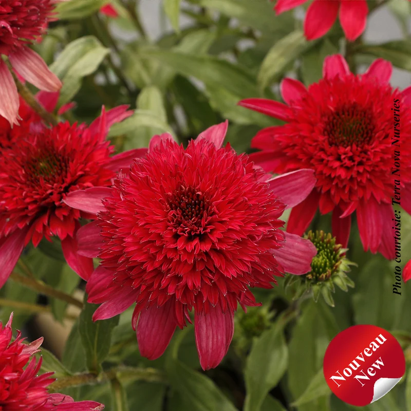 Échinacée ‘Delightful Sangria’ (Echinacea DELIGHTFUL™ 'Sangria')