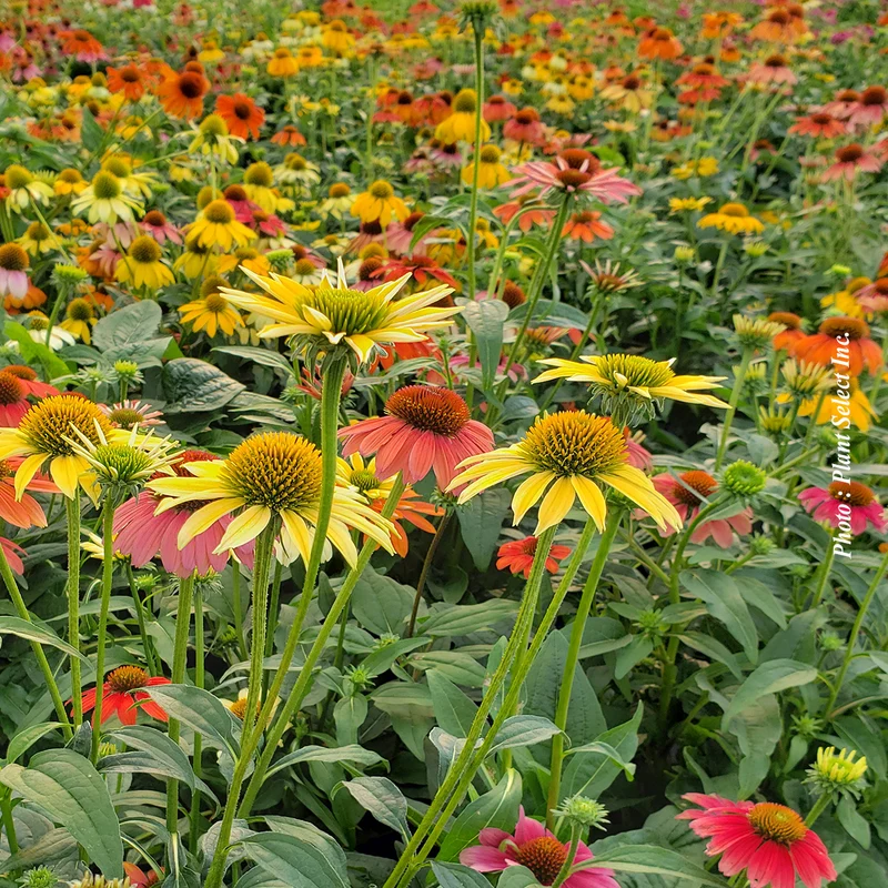 Échinacée ‘Cheyenne Spirit’ (Echinacea 'Cheyenne Spirit')