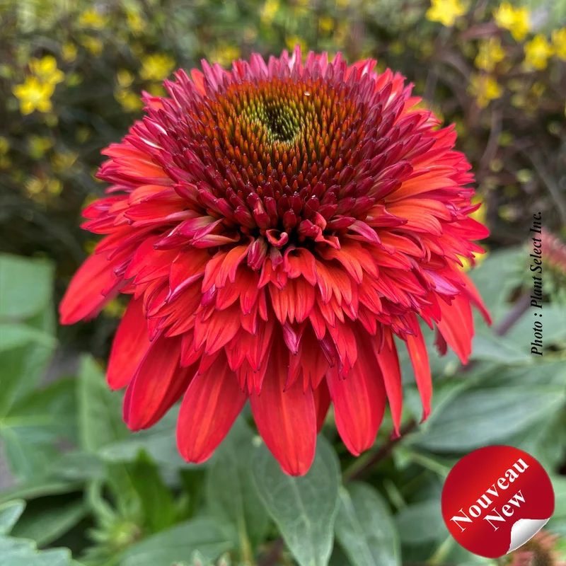 Échinacée ‘Double Scoop Raspberry Deluxe’ (Echinacea Double Scoop™ 'Raspberry Deluxe')