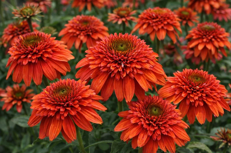 Échinacée ‘Double Scoop Orangeberry Deluxe’ (Echinacea Double Scoop™ 'Orangeberry Deluxe')