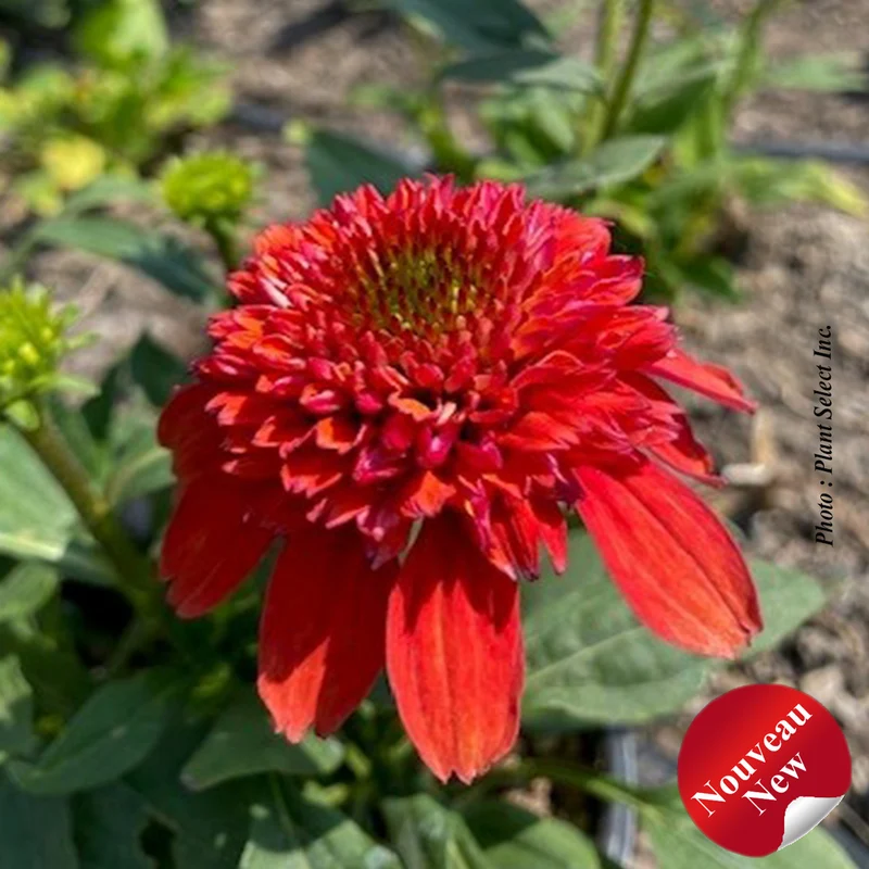 Échinacée ‘Double Scoop Orangeberry Deluxe’ (Echinacea Double Scoop™ 'Orangeberry Deluxe')
