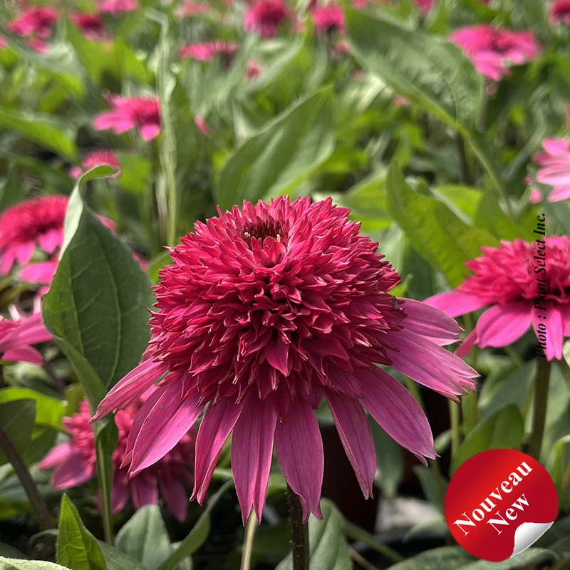 Échinacée ‘Double Scoop Watermelon Deluxe’ (Echinacea Double Scoop™ 'Watermelon Deluxe')