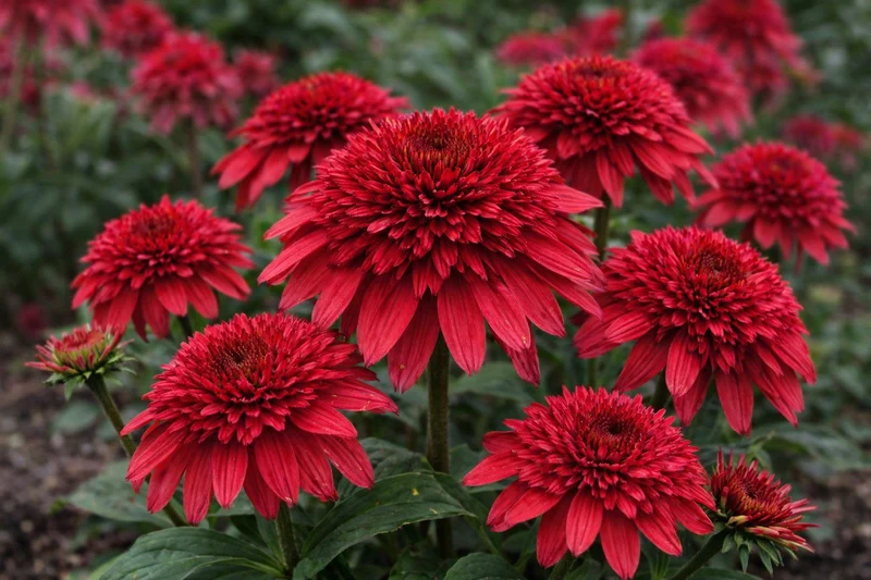 Échinacée ‘Double Scoop Strawberry Deluxe’ (Echinacea Double Scoop™ 'Strawberry Deluxe')