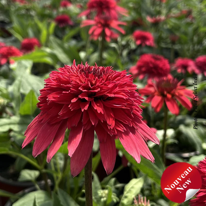 Échinacée ‘Double Scoop Strawberry Deluxe’ (Echinacea Double Scoop™ 'Strawberry Deluxe')