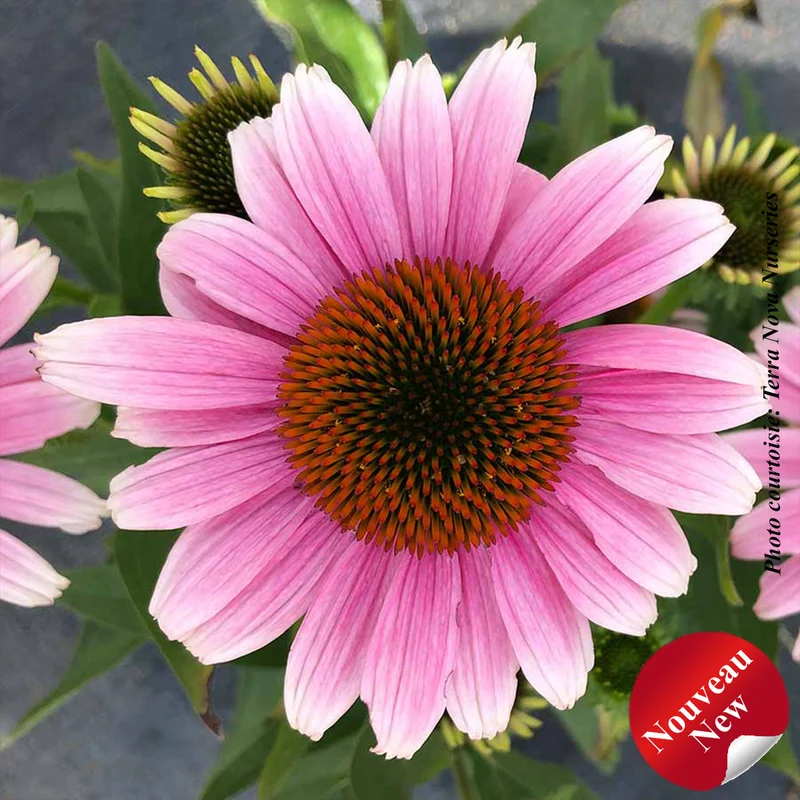 Échinacée ‘French Tips’ (Echinacea 'French Tips')