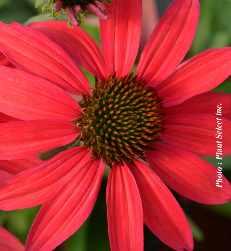 Échinacée ‘Dream Glowing Dream’ (Echinacea Dream™ Series 'Glowing Dream')