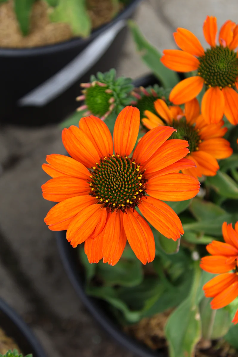 Échinacée ‘Kismet Intense Orange’ (Echinacea Kismet® 'Intense Orange')