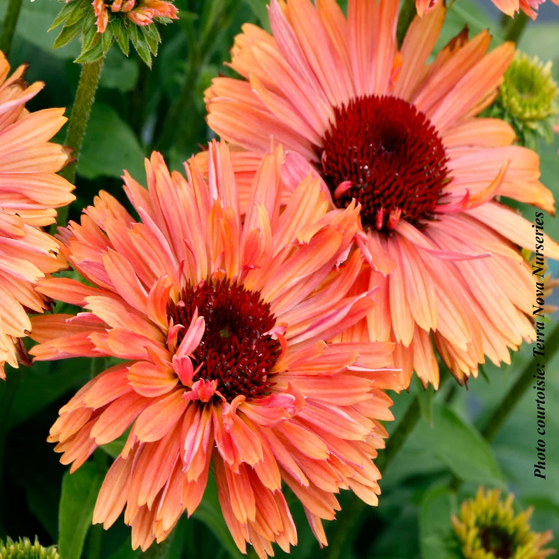 Échinacée ‘Fresco Apricot’ (Echinacea FRESCO™ 'Apricot')