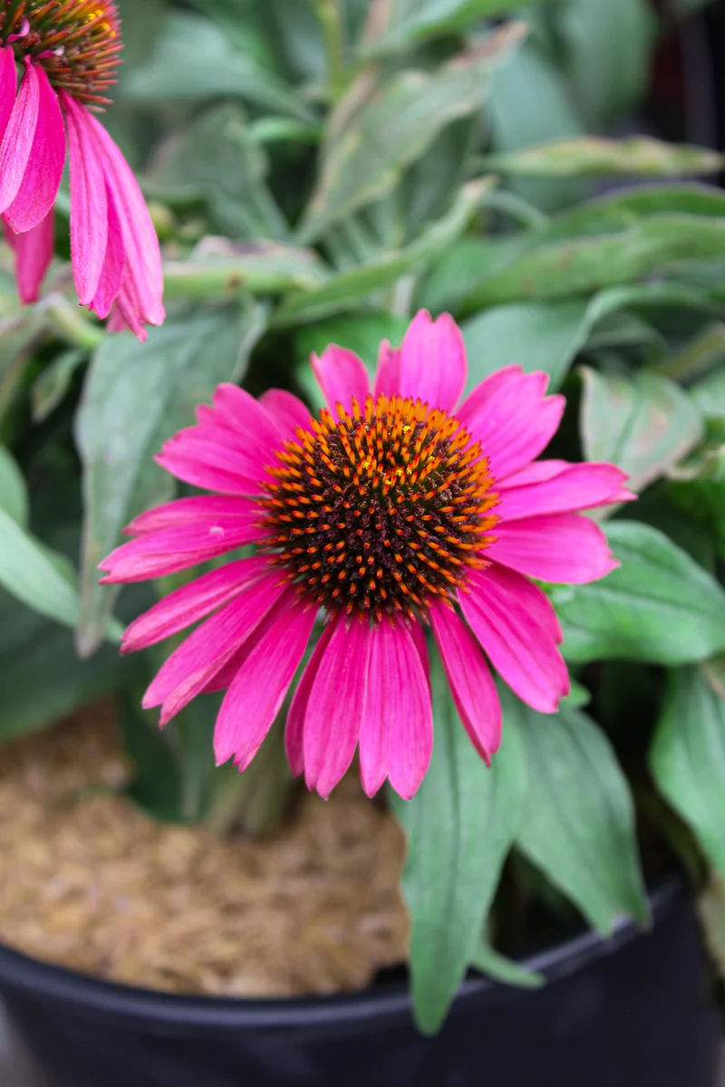 Échinacée ‘Kismet Raspberry’ (Echinacea Kismet® 'Raspberry')