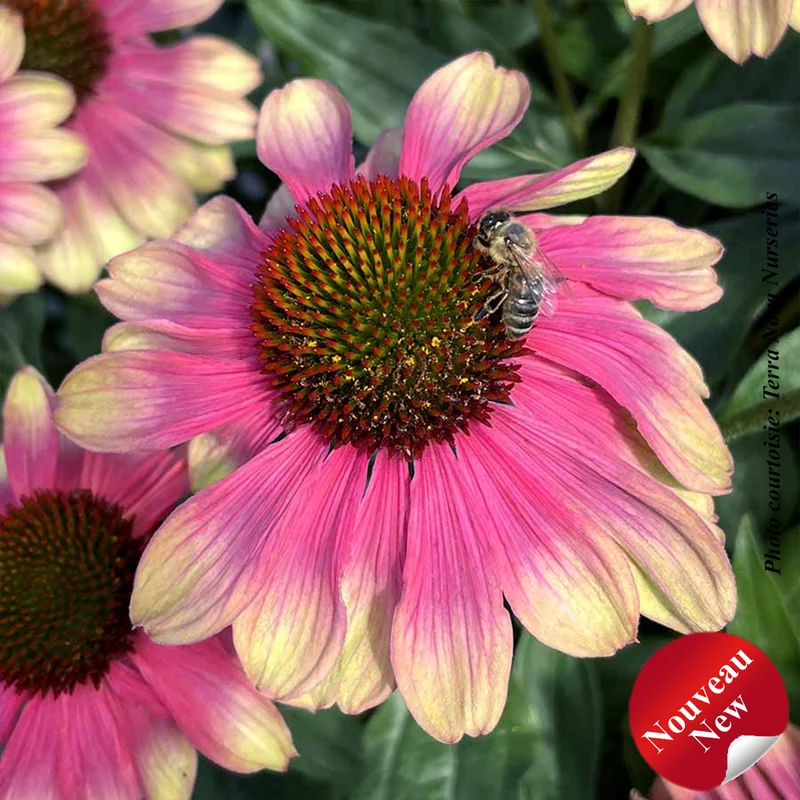 Échinacée ‘Kismet Pink Lemonade’ (Echinacea Kismet® 'Pink Lemonade')