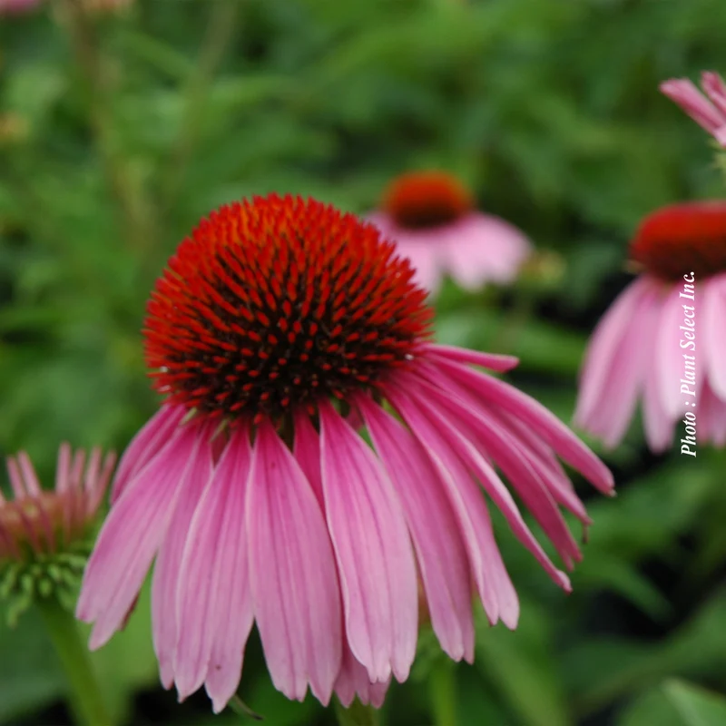 Échinacée ‘Magnus’ (Echinacea purpurea 'Magnus')
