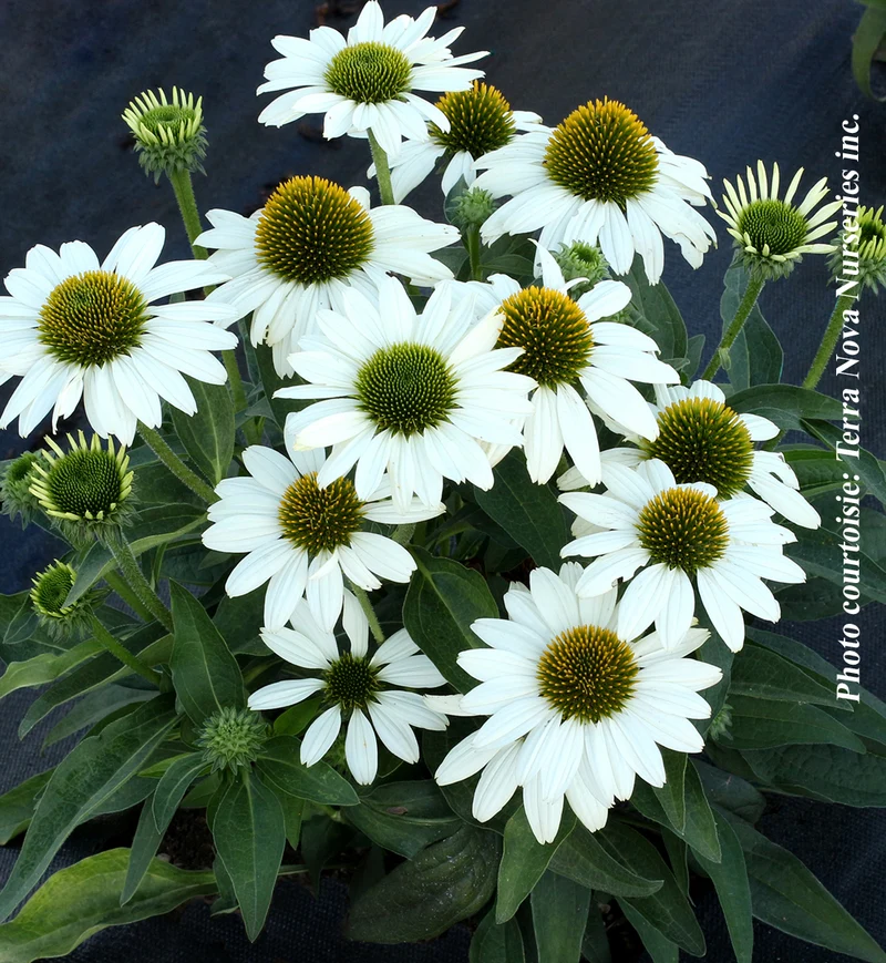 Échinacée ‘Kismet White’ (Echinacea Kismet® 'White')